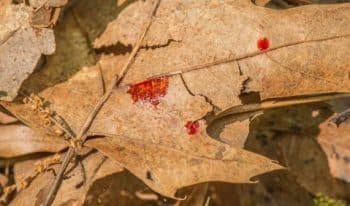 Image of Blood Spatter on Brown Leaves