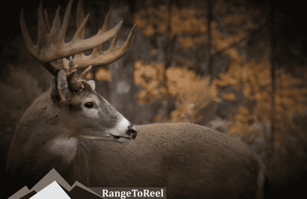 The Best Blood Tracking Lights For Deer Hunting