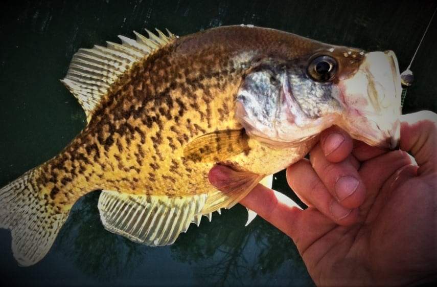 Crappie Fishing With Minnows