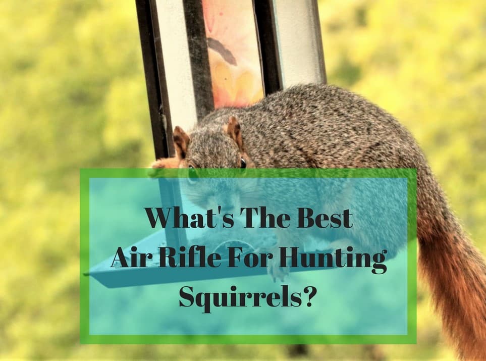 The 5 Best Air Rifles For Squirrel Hunting Rangetoreel