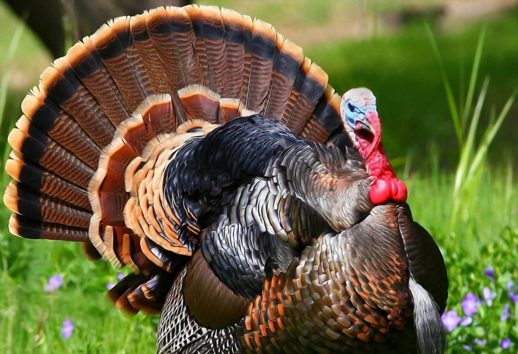 turkey shot placement bow shoot hunting rangetoreel tips