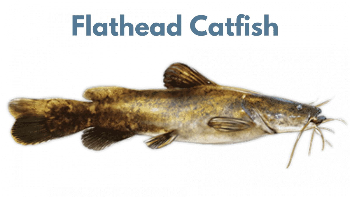 Flathead Catfish.